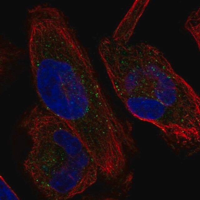 Anti-KCNH1 antibody produced in rabbit