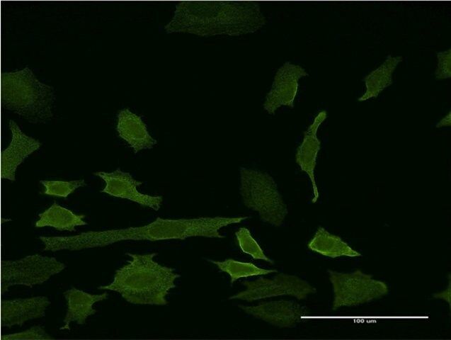 ANTI-INDO antibody produced in mouse