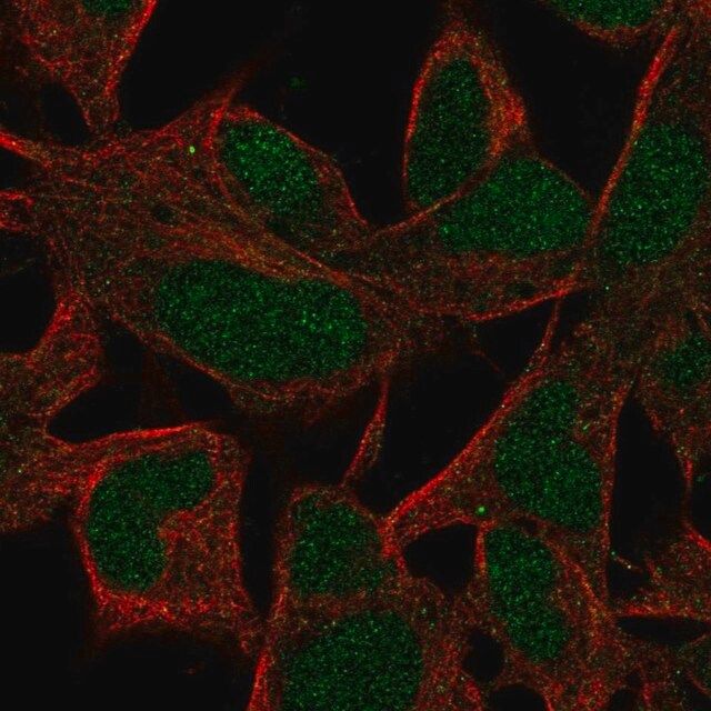 Anti-INO80B antibody produced in rabbit