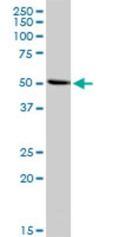 Anti-INHBA antibody produced in rabbit