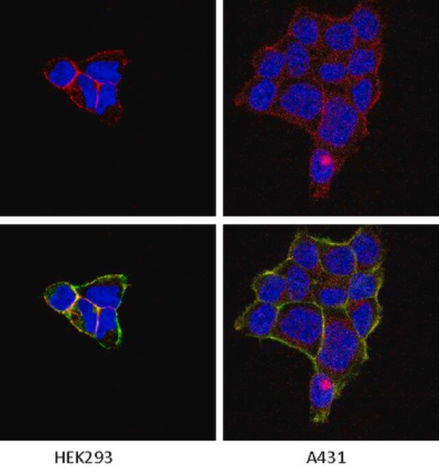 Anti-Integrin α1 Antibody, clone FB12