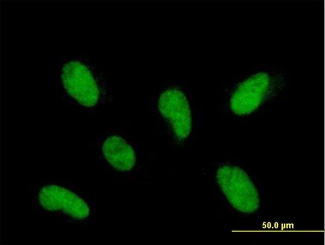 Anti-INTS12 antibody produced in mouse