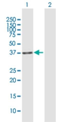 Anti-IREB2 antibody produced in mouse