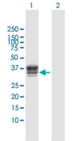 Anti-HS3ST1 antibody produced in rabbit