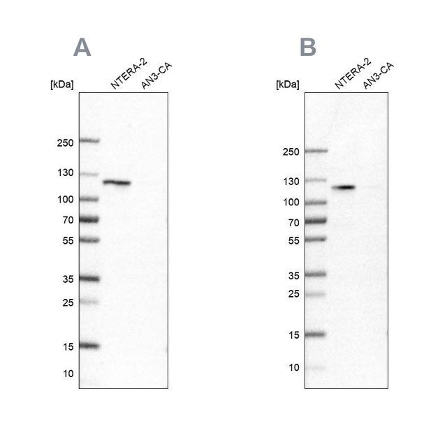 Anti-HSPH1 antibody produced in rabbit