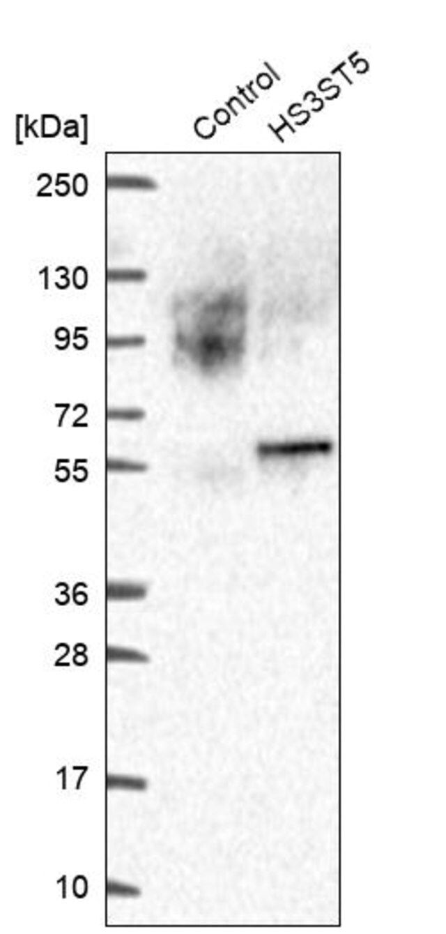Anti-HS3ST5 antibody produced in rabbit