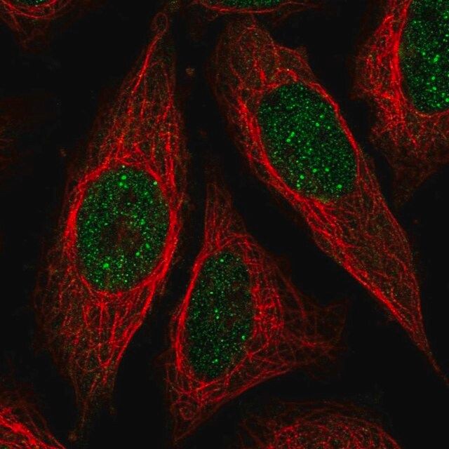 Anti-ICE1 antibody produced in rabbit