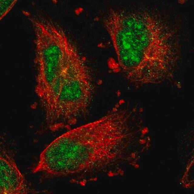 Anti-IER5L antibody produced in rabbit