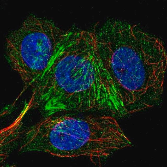 Anti-IFT46 antibody produced in rabbit