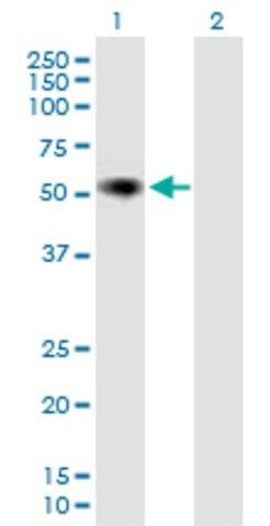 Anti-IGHA2 antibody produced in mouse