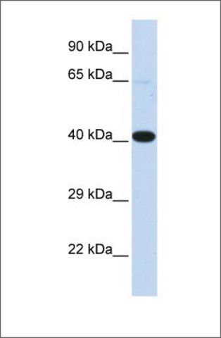 Anti-HSF2BP antibody produced in rabbit