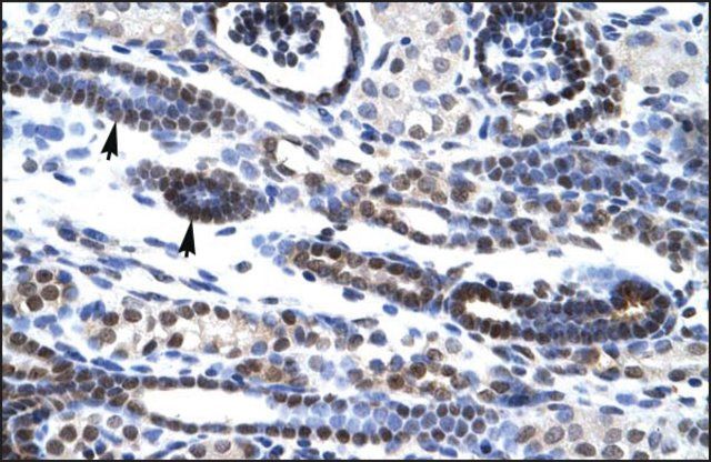 Anti-HES7 antibody produced in rabbit
