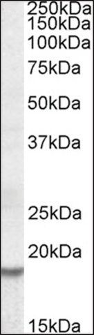 Anti-HMGA2 antibody produced in goat