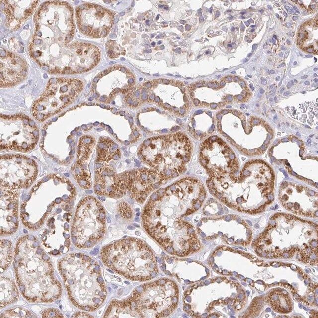 Anti-GINM1 antibody produced in rabbit