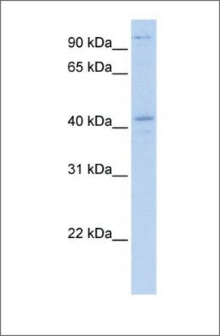 Anti-FGD1 antibody produced in rabbit