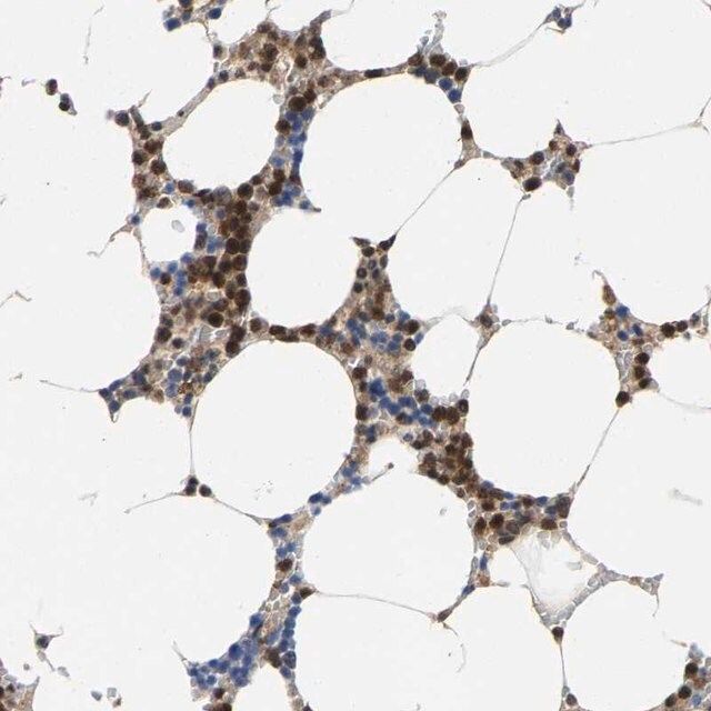 Anti-FGD3 antibody produced in rabbit