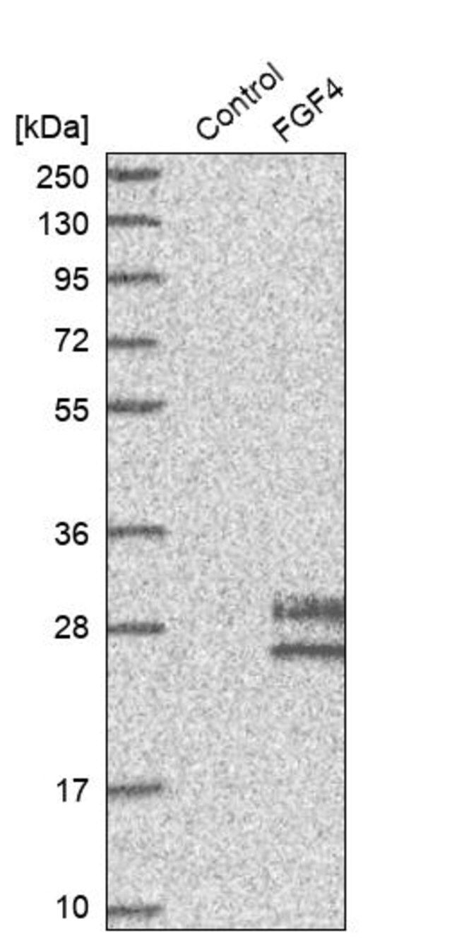 Anti-FGF4 antibody produced in rabbit