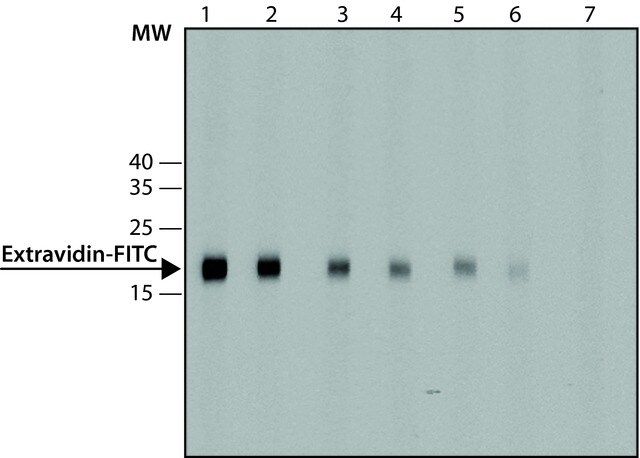 Anti-FITC antibody, Mouse monoclonal