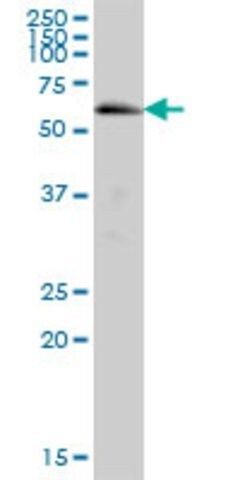 Anti-FLJ20581 antibody produced in mouse