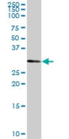 Anti-FLJ11151 antibody produced in mouse
