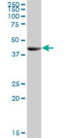 Anti-FLJ46536 antibody produced in mouse
