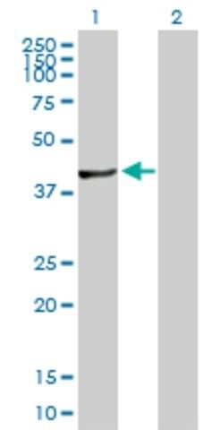 Anti-FLJ10986 antibody produced in rabbit