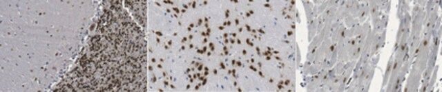 Anti-Fox1 Antibody, clone A2BP1