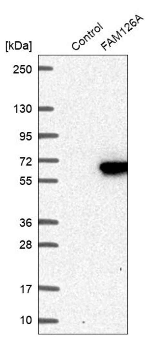 Anti-FAM126A antibody produced in rabbit