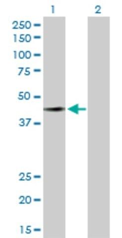 Anti-FAM50A antibody produced in rabbit