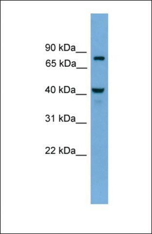Anti-FAM105A, (N-terminal) antibody produced in rabbit
