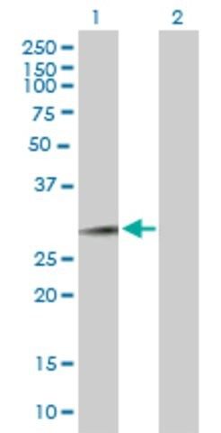 Anti-FAM3B antibody produced in mouse