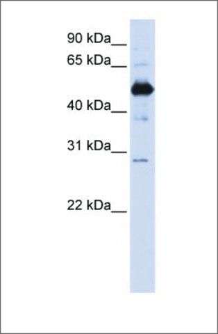 Anti-FAM134B antibody produced in rabbit
