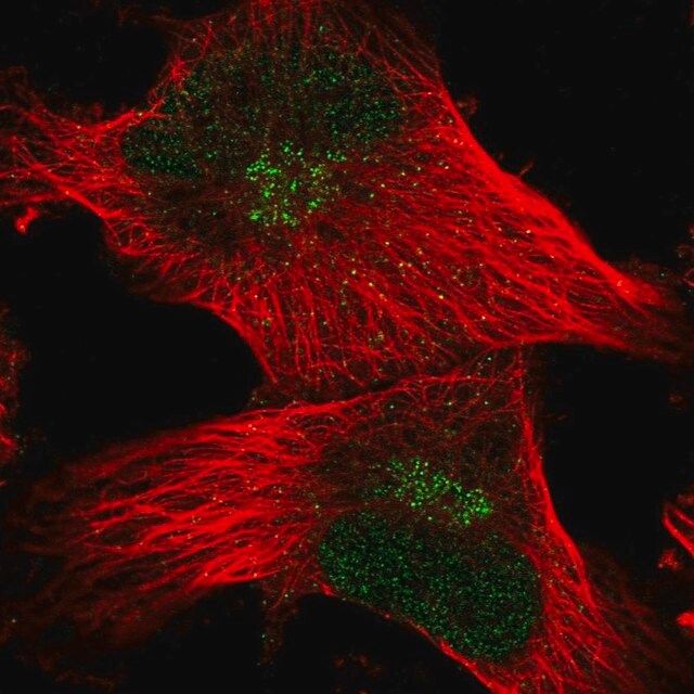 Anti-FAM107B antibody produced in rabbit