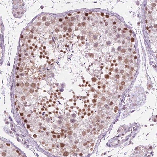 Anti-FAM50B antibody produced in rabbit