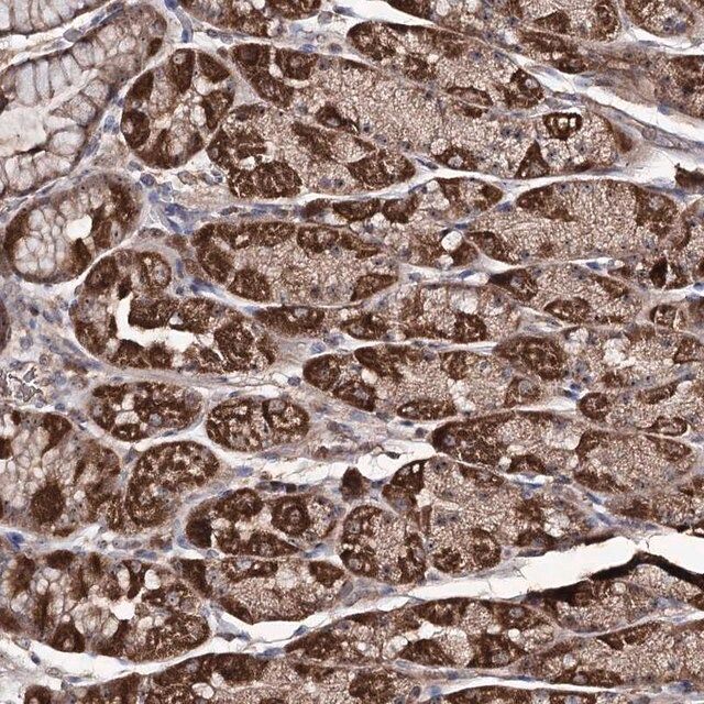 Anti-FAM53B antibody produced in rabbit
