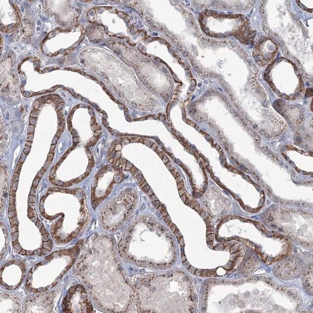 Anti-FAM120B antibody produced in rabbit
