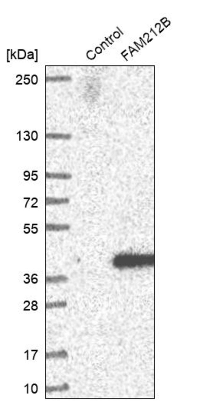 Anti-FAM212B antibody produced in rabbit