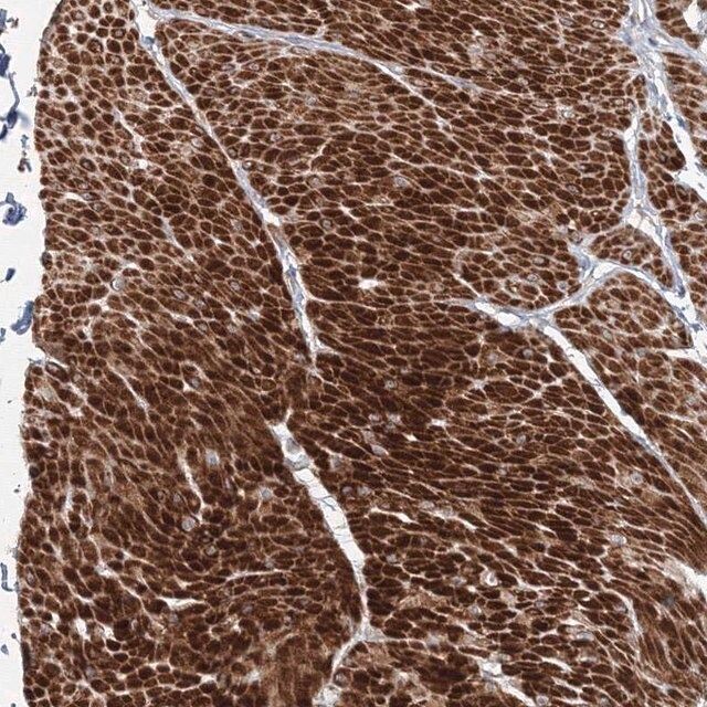 Anti-FAM155B antibody produced in rabbit