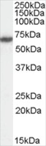 Anti-FANCG/XRCC9 antibody produced in goat