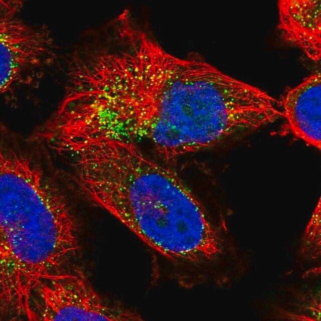 Anti-EXOC2 antibody produced in rabbit