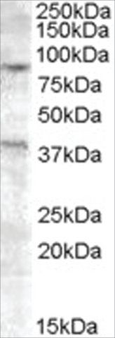 Anti-EXO1 antibody produced in goat