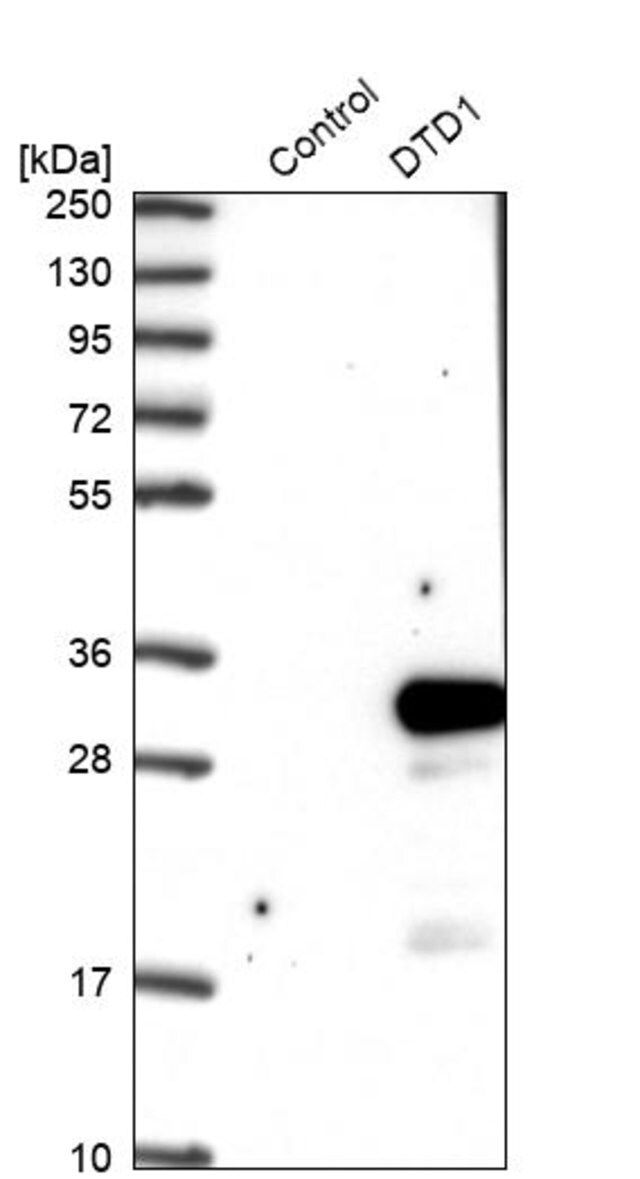 Anti-DTD1 antibody produced in rabbit