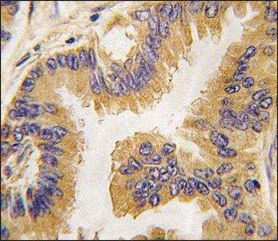 Anti-DDX4 (C-term) antibody produced in rabbit