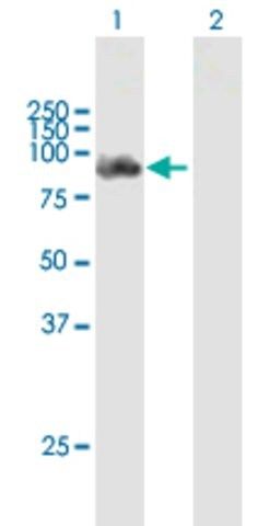 Anti-DDX58 antibody produced in mouse