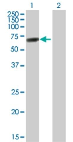 Anti-DDX56 antibody produced in mouse