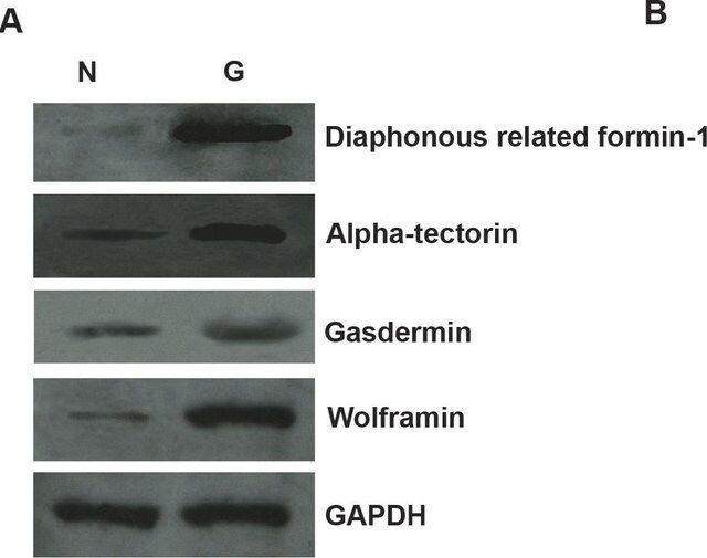 Anti-DIAPH1 antibody produced in rabbit