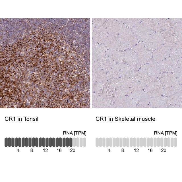 Anti-CR1 antibody produced in rabbit