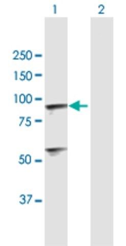 Anti-C1R antibody produced in mouse