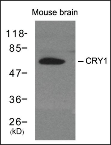 Anti-Cry1 antibody produced in rabbit