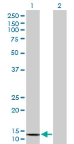 Anti-COX6B2 antibody produced in mouse